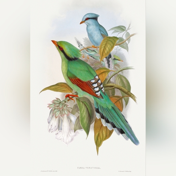 Colorful Bird Illustration Art Print - Picture 1 of 1